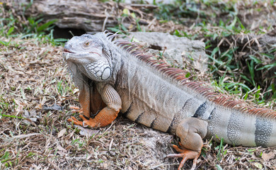 iguana reptile on the ground