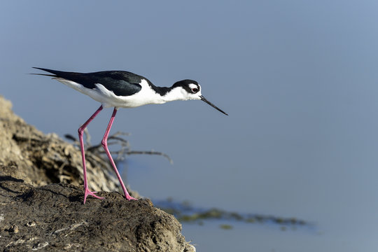 Black-necked Stilt, Don Edwards Nwr, Ca