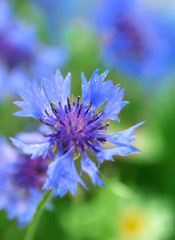 Beautiful cornflower, outdoors
