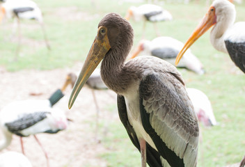 Kabbaw bird Portrait