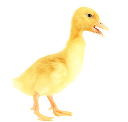 Cute duckling, isolated on white