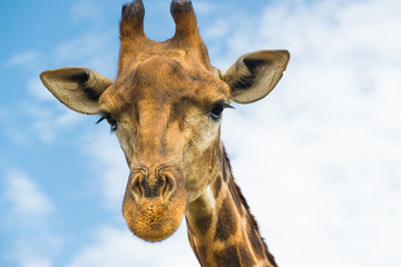 Naklejka premium Жираф