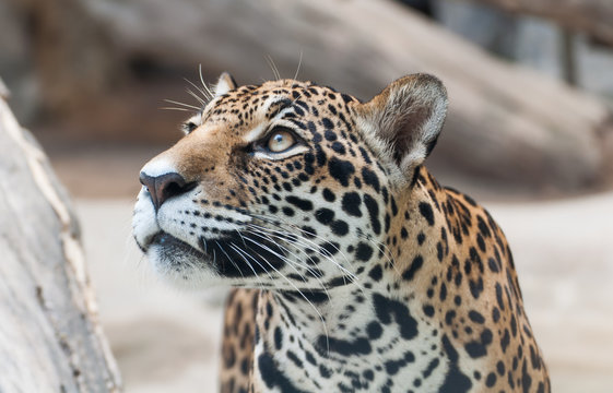 Stare leopard face