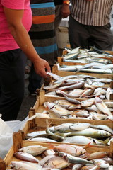 Fishes, Fish market, Trapani, Sicily, Italy