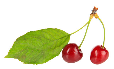 Cherry berries isolated on white