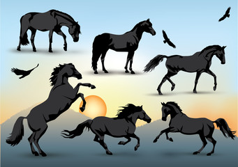 Naklejka premium Horse silhouettes