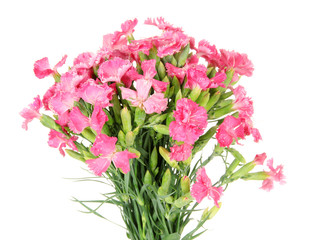 Bouquet of carnations, isolated on white