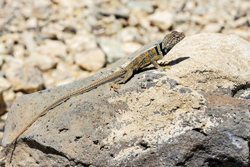 great basin collared lizard, crotaphytus bicinctores, death vall