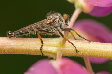 Asilinae