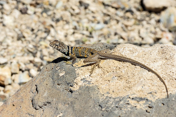 great basin collared lizard, crotaphytus bicinctores, death vall