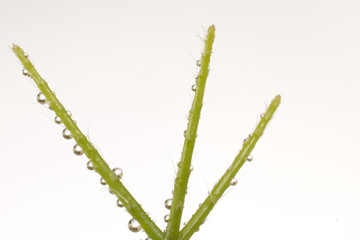 Fototapeta premium growing plant with water drops