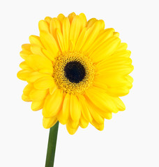 Yellow Gerbera Flower with Green Stem Isolated
