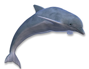 Illustration eines springenden Delphins