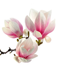 smell of magnolia - obrazy, fototapety, plakaty