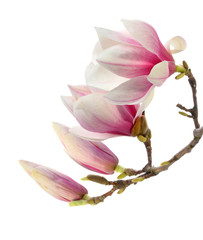 Obraz na płótnie Canvas red magnolia