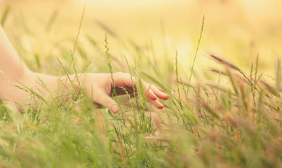Hand in autumn grass.