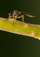 Dasypogoninae