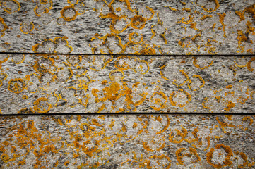 Lichens on the plank #3