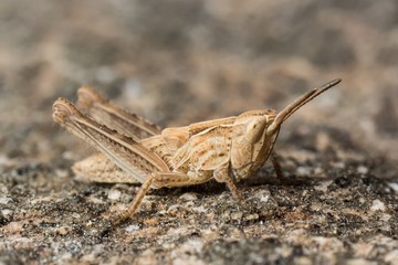 Grasshopper