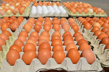 Eier