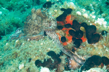 Mating Octopus