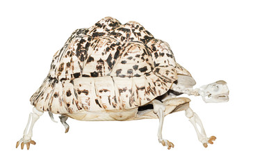 Skeleton of the turtle.