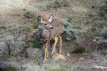 mule deer, az