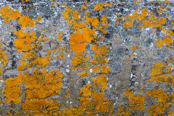 Textura de líquenes de color