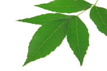 Green leaves isolated on white