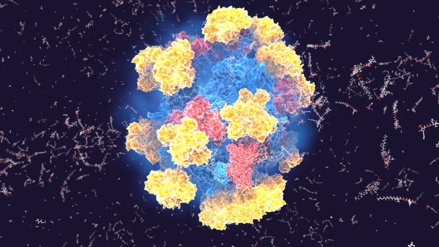 Enzyme in action (pyruvate dehydrogenase)