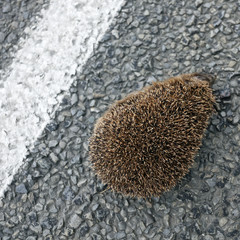 Hedgehog
