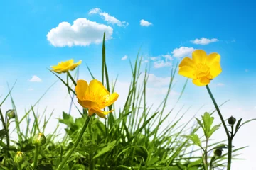 Foto op Plexiglas Beautiful spring buttercups © JulietPhotography