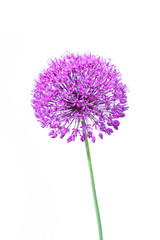 Naklejka premium Beautiful blooming allium close up