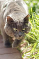 portrait of young british cat hunting
