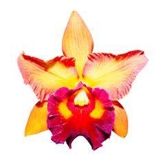 yellow orchid isolated on white background with clipping path