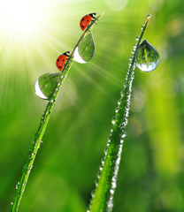 Fototapeta na wymiar fresh morning dew and ladybird
