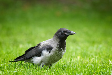 crow walking on grass
