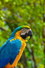 Macaw Looking at Camera