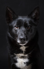 Portrait of a Black Dog