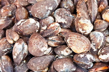 blood cockle for sale