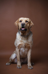 Portrait of a  Labrador
