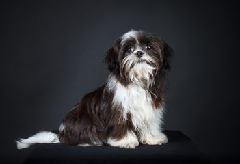 shih tzu dog