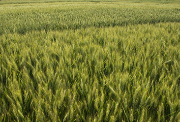 barley grain wheat field