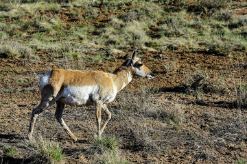 pronghorn, ut