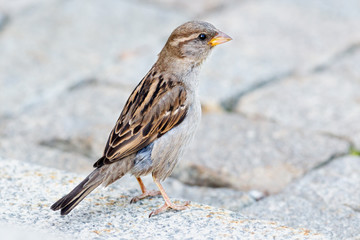 A sparrow sitting on the ground
