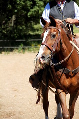 Westernpferd