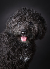 Labradoodle photographed  in the studio