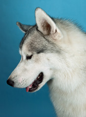 Huskies looking down