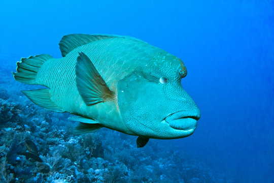 Napoleo fish on the blue background