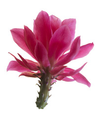 Christmas Cactus (schlumbergera)